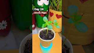 How To Grow Zinnia From Seeds Day 24 flowergrowing flowergardening zinniaplant floweringplant [upl. by Gnil]