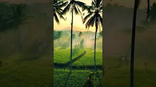 Maldives View shorts youtubeshorts maldives [upl. by Winikka471]