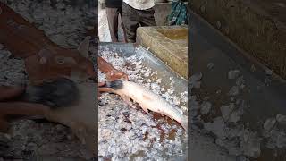 বড় মাছ কাটার ভিডিও tarvel in marketfish marketfish market videofish cuttinglocal market [upl. by Anujra583]