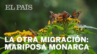 El asombroso viaje de las mariposas monarca  Milenio Explica [upl. by Ariaz]