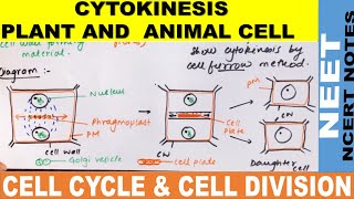 Cytokinesis in plant and animal cell  Cytokinesis cell plate and cell furrow method  Cell cycle [upl. by Niac]