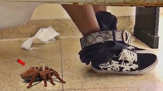 FAKE SPIDER 🕷 IN BATHROOM PRANK [upl. by Pesek]