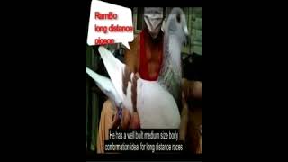 The 640 km quotRamBo 42quot full sibling Tacloban Race Watch full video httpsyoutubebzjvNx1sWT0 [upl. by Weatherby701]