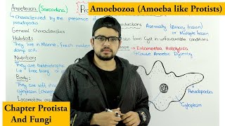 Animal like protists  Amoebozoa Sarcodina Chapter Protista [upl. by Ahsienad]