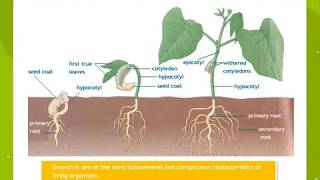 Plant Growth And Development [upl. by Rhine]