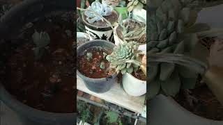 Watering my succulents trending succulentlover wateringsuccculent succulentips [upl. by Khorma]