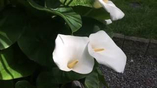 SOME CALLA LILLY CARE TIPS GIANT CALLA LILLY Zantedeschia aethiopica IN FULL BLOOM1080p [upl. by Silvers344]