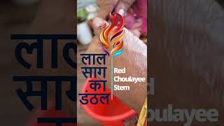 लाल साग का डंठल  Red Choulayee Stem [upl. by Aehs]