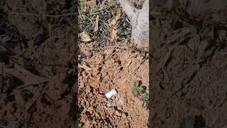 Day 10 Of Giving An Ant Hill A ZYN series funny comedy ants [upl. by Reinald]