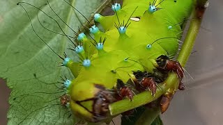 Dr Victor Fursov Entomologist КАК ВЫКОРМИТЬ ГУСЕНИЦУ САТУРНИИ БОЛЬШОЙ ДОМА в прямом эфире [upl. by Claude]