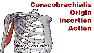 Coracobrachialis Anatomy Origin Insertion amp Action [upl. by Bozuwa]