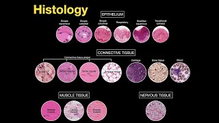 Introduction to Histology [upl. by Pyotr]