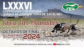 Primera Jornada Los Mejores momentos Octavos de Final LXXXVI CTO DE ESPAÑA DE GALGOS EN CAMPO [upl. by Fatma]