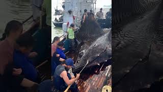 Giant Sea Monsters Caught by Fishermen 🐙🎣GiantSeaCreatures FishingDiscoveries OceanMysteries [upl. by Assed847]