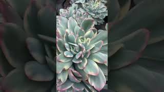 Echeveria Luella variegated succulent plants garden short [upl. by Schweitzer12]