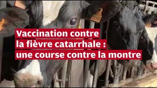 VIDÉO Fièvre catarrhale en LoiretCher  la solution de la vaccination pour les éleveurs [upl. by Holly-Anne]