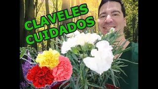 ¡Esta planta NO DEBERÍA de FALTAR en TU HOGAR CLAVELES CUIDADOS Y CULTIVO [upl. by Burrell657]