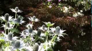 The Garden Ghost Eryngium giganteum [upl. by Ayouqat]