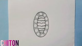 How to draw a chiton easy way step by step video [upl. by Rudyard974]