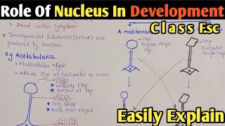 Role Of Nucleus In Development  Acetabularia  Chapter Growth And Development  Class 12 Biology [upl. by Onez]