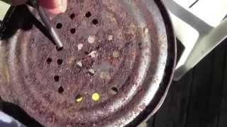 MILKY SPORE DUST AND HOW TO APPLY IT USING 916quot BIT [upl. by Ruomyes860]