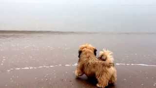 Lhasa Apso puppy Altan first time to the sea [upl. by Anelhtac]