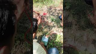 megger test of 33kv line using hand driven megger megger Test shortvideos [upl. by Mascia]