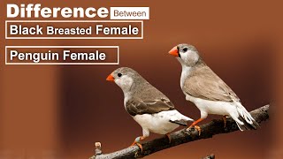 Difference Between Penguin amp LB Black Breasted Zebra Finch Females  For Beginners [upl. by Enial]