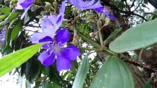 Tibouchina Urvilleana or Tibouchina Mutabilis [upl. by Leksehc]