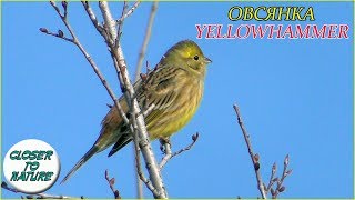 Овсянка Обыкновенная  Yellowhammer [upl. by Alliuqet]