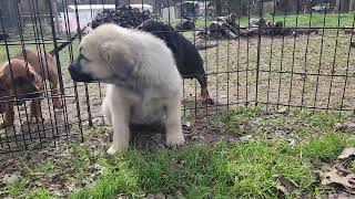 Princess 2023 F3 Anatolian Shepherd Puppy [upl. by Ernaline469]