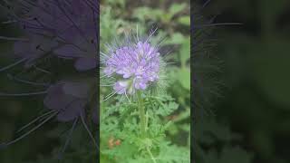 Beautiful Lacy phacelia Flower Wildflower garden looking great wildflowers plants nature [upl. by Leith]