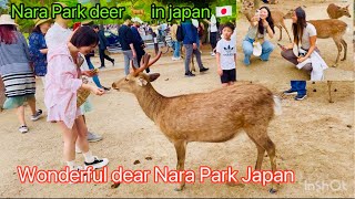 奈良公園すごいね。Nara Park deer 🦌 in japan 4k [upl. by Toblat]