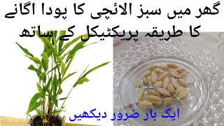 How to grow Cardamom سبز الائچی  from SeedElachi ke kasht Agriculture Guru [upl. by Noryahs]