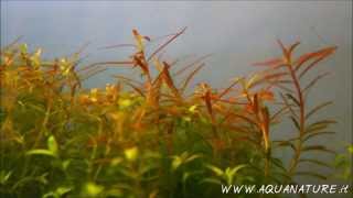 Time Lapse  Rotala Colorata growing ELOS elite [upl. by Muhan173]