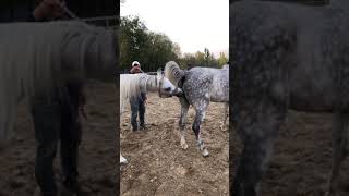 Best Wild Horses Mare Compilation of some Wild Horse Fights Video 145 [upl. by Ydnerb]