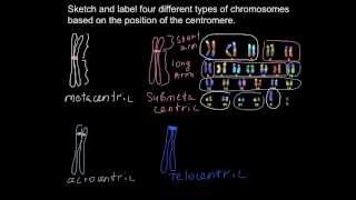 What different types of chromosomes exist [upl. by Ytte]