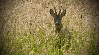 Jagd auf einen Rehbock im Mai  kein Tierarzt für den Rehbock jagd [upl. by Tenn]