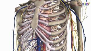 PROMED ostéologie  la cage thoracique [upl. by Susej]