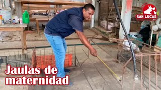 Como CRIAR LECHONES🐷🍼🐷GRANJA porcina SAN JOSE PARTE 1 CAPITULO 101 VISITANDO granjas PORCINAS [upl. by Cecile]