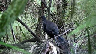 Superb Lyrebird Song [upl. by Bakki]