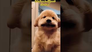 Exploring the Most Adorable Funniest and Cutest Puppies funny cute shorts trending [upl. by Erdnoed604]