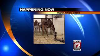 Giraffe gives birth at Cincinnati Zoo [upl. by Hein]