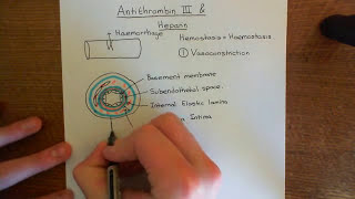 Antithrombin 3 and Heparin Part 1 [upl. by Oedama]