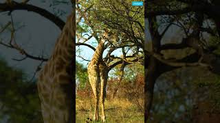 Acacia Trees Secrets to Outsmarting Giraffes nature [upl. by Notsae581]