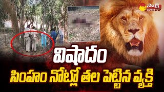 సింహం నోట్లో తల పెట్టిన వ్యక్తి  A Man His Life On Lion Attack At Tirupati Zoo Park  SakshiTV [upl. by Aleron855]