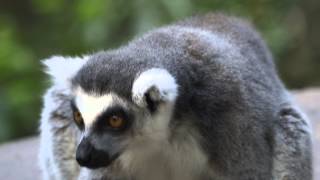 Lemurs  From San Diego Zoo Kids Network [upl. by Ardnait]