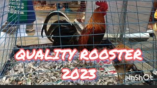 WORLD GAMEFOWL Expo 2023 part 3 [upl. by Eninahpets]