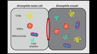 Shot at the gate How do Drosophila oocytes grow  Curr Biol June 4 2021 Vol 31 Issue 15 [upl. by Bolte]