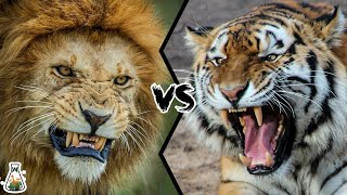 LION VS TIGER  Who is the real king [upl. by Ycnalc]